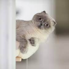 Image result for adorable cat