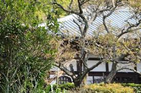 Résultat de recherche d'images pour "帰源院"