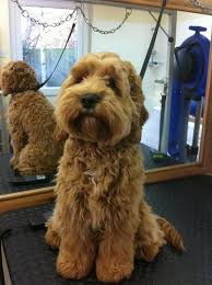 Pin By Christe Chen On I Love Puppies Cockapoo Dog Cavapoo Puppies Puppies