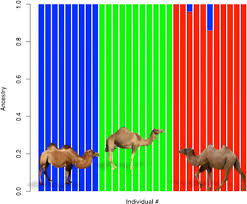 There are 213 double hump camels for sale on etsy, and they cost $16.90 on average. Admixture Analysis Using Whole Genome Snp Data Of Dromedary Green Download Scientific Diagram