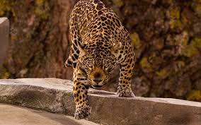 Wallpaper, background, jaguar, wildlife, animal, leopard, nature. Jaguar Predator Wild Wallpaper Jaguar Animal 1920x1080 Wallpaper Teahub Io