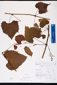 Image result for Vitaceae