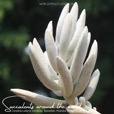 Image result for Caputia