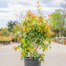 Image result for Xymalos