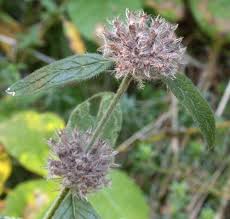 Image result for Clinopodium uhligii