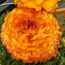 Image result for Ranunculus raeae