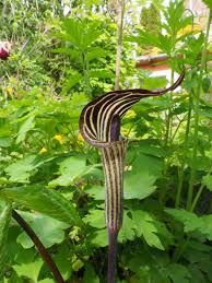 Image result for Arisaema