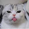 480x854 anak kucing 480x854 iphone wallpapers percuma 7382626. Https Encrypted Tbn0 Gstatic Com Images Q Tbn And9gcrefgzozzpeh5uxzluvyhsosvsj5iqcioc0hacsmwgunq53tdv8 Usqp Cau