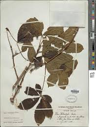 Image result for Vitex ferruginea