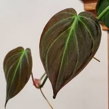 Jual tanaman hias terdekat bibit bunga adenium black amarlylls size a hidup hidup murah #pusatadeni. Jual Tanaman Hias Philodendron Micans Pilo Mican Tanaman Indoor Merambat Bibit Tanaman Shopee Indonesia