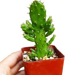 Image result for Opuntia monacantha