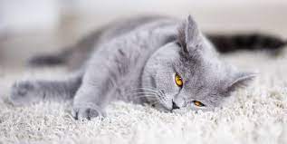 Though we see cats regularly lick their coats to clean themselves, some regular grooming can be good; British Shorthair Diet Www Prestilimp Com Br