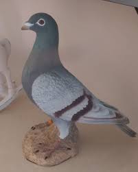 Pin By Maurice Dos Ramos On Homing Pigeons Homing Pigeons Pigeon Pigeon Loft