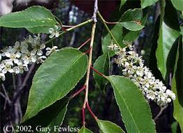 All fruiting trees need to be pruned and cherry trees are no exception. Trees Of Wisconsin Prunus Serotina Black Cherry