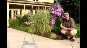 Check spelling or type a new query. Best Flowering Vines Clematis General Sikorski Youtube