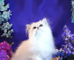 Many breeders who try to specialize in these animals have failed to. Teacup Tiny Miniature Pixie Sized Silver Persians Descriptions Weights Sizes
