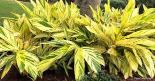 This video is about care, propogation and little history about shell ginger/ alpinia zerumbet plant. Alpinia Zerumbet Variegata Care Growing Variegated Shell Ginger