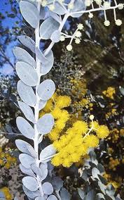 Image result for Acacia podalyriifolia