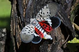 Maybe you would like to learn more about one of these? 11 Natural Ways To Get Rid Of Spotted Lanternflies Lycorma Delicatula Dre Campbell Farm
