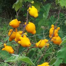 Image result for Solanum mammosum