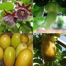 Image result for Passiflora quadrangularis