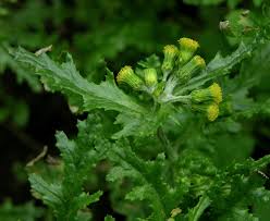 Image result for Senecio milanjianus