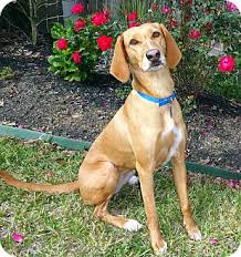 We did not find results for: Houston Tx Vizsla Meet Joela A Pet For Adoption