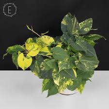 Image result for Fallopia