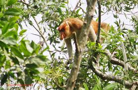 Nonton pocong the origin (2019) download film indonesia indoxxi cinema21. 170 Ide Bekantan Wild Indonesia Bekantan Indonesia Elang Botak