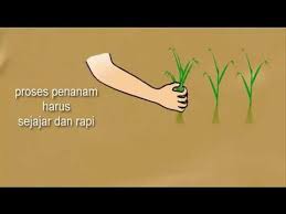 Sketsa gambar daun mangga garlerisket via galerisket.blogspot.com. Animasi 2d Penanaman Padi Youtube