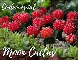 Moon flowers moon flower, cactus plants one of my gymno grafts (moon cactus) made a flower! Controversial Colorful Moon Cactus The Succulent Eclectic