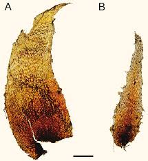 Image result for Lomariopsis warneckei