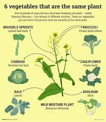 Image result for Brassica