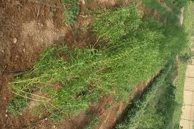 Image result for Lippia somalensis