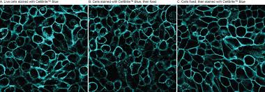 Check spelling or type a new query. Cellbrite Cytoplasmic Membrane Dyes Biotium