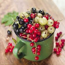 Currants And Gooseberries Once Prohibited In The U S Are Gaining Popularity As State Regulations Loosen Their Grips Currant Fruit Fruit Gooseberry Seeds