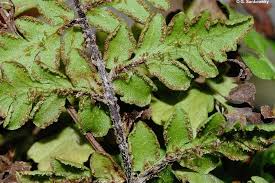Image result for Cheilanthes