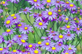 Image result for Senecio elegans