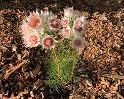 We did not find results for: Serruria Florida Gardensonline
