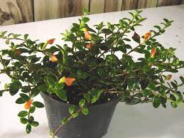 Nematanthus Goldfish Plant Propagation Goldfish Plant Propagating Plants Plants