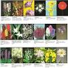 How does instant flower identification work? 1