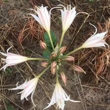 Image result for Crinum crassicaule