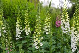 Image result for Digitalis purpurea alba/ red spots