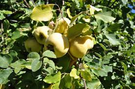 Image result for Diospyros virgata