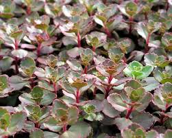 Succulent plants are a perfect craft supply for projects like terrarium, vertical planters, wedding favors and more. Sedum Red Carpet Bluestone Perennials