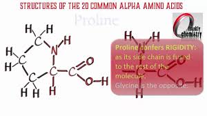 amino acids 1 structures of the 20 amino acids