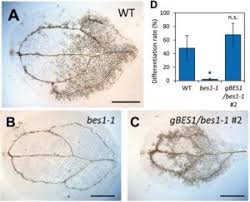 Maybe you would like to learn more about one of these? Plantae Bes1 And Bzr1 Redundantly Promote Phloem And Xylem Differentiation Plant Cell Physiol Plantae