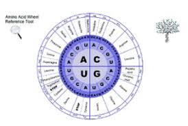 Amino Acid Chart Wheel And Chart