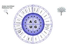 amino acid chart wheel and chart