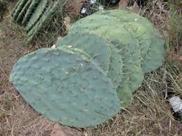 The flat green pads of the prickly pear cactus (actually the stems) are eaten like a vegetable. Preserving Prickly Pear 11 Steps With Pictures Instructables